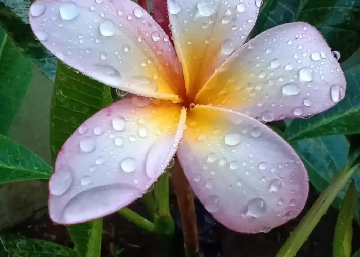 Villa Casa Plumeria-aloha Surf *