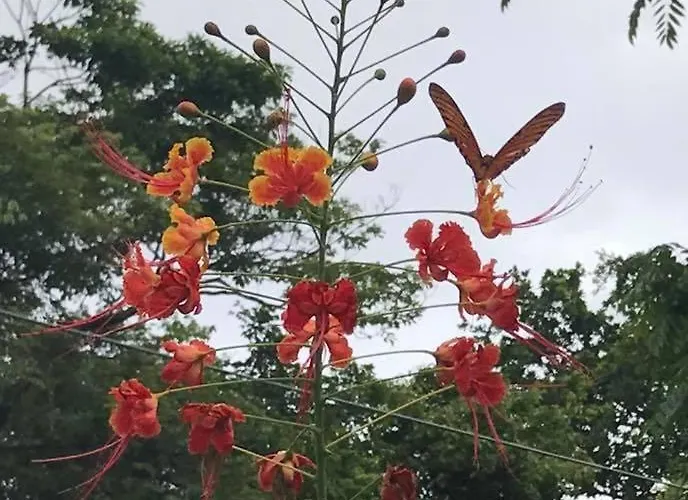 Villa Casa Plumeria-aloha Surf Nosara
